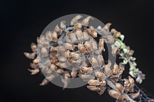 close shot of the dried Lamiaceae stalk shrub flower