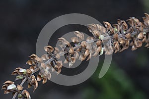 close shot of the dried Lamiaceae stalk shrub flower