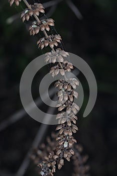 close shot of the dried Lamiaceae stalk shrub flower