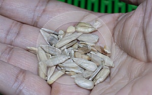 Close shot of the edible peeled sunflower seeds