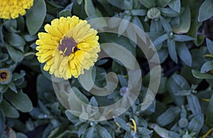 Close shot of English marigold flower. Close up and blurred background