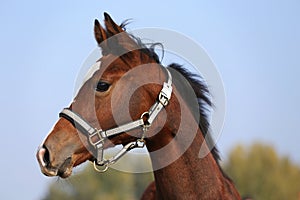 Close shot of a few month old chestnut young horse on blurred gr