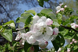Close shot of flower and buds of apple in April