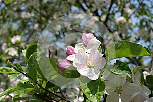 Close shot of flower and buds of apple in mid April