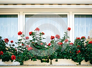 Close shot of flowers pots with red roses near the window