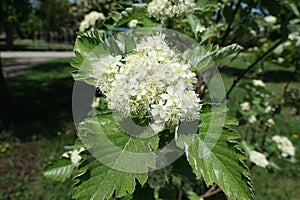 Close shot of flowers of Sorbus aria