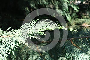 Close shot of foliage of Port-Orford cedar