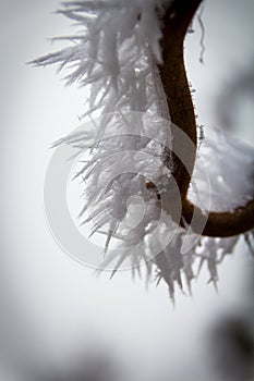 Close shot of a frosty bush limb