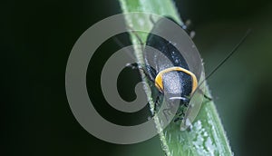 Close shot of the garden cockroach