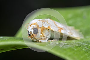 close shot of the genus cyana moth