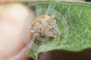 Close shot of gibbaranea bituberculata spider