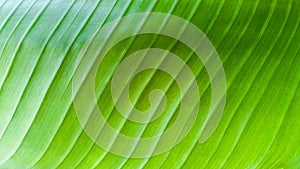 Close shot of green banana leaf texture background