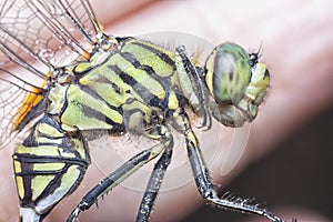 Close shot of the green marsh hawk dragonfly