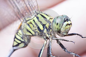 Close shot of the green marsh hawk dragonfly