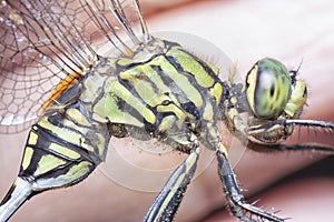 Close shot of the green marsh hawk dragonfly