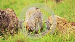 Close shot of group of hyenas watching out while feeding on remains of a kill, scavenging African Wi