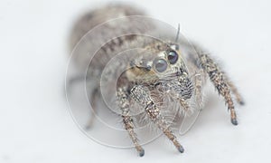 close shot of the hairy Salticidae spider.