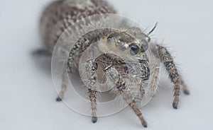 close shot of the hairy Salticidae spider.