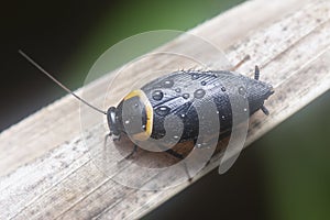 Close shot of the hemithyrsocera cockroach