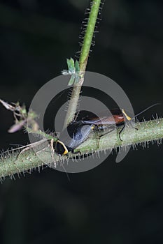 close shot of the hemithyrsocera cockroach mating