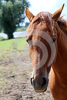 close shot of horse head, brown in color and brown mane