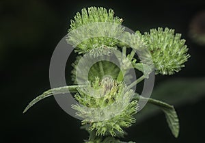 Close shot of the Hyptis capitata weed.