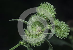 Close shot of the Hyptis capitata weed.