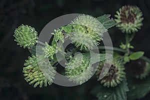 Close shot of the Hyptis capitata weed.