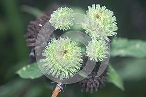 Close shot of the Hyptis capitata weed.