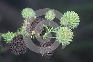 Close shot of the Hyptis capitata weed.