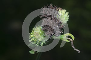 Close shot of the Hyptis capitata weed.