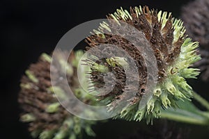 Close shot of the Hyptis capitata weed.