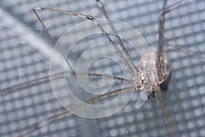 Close shot of pholcid spider