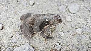 close shot of the single wild black toad.