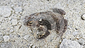 close shot of the single wild black toad.