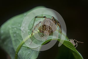 Close shot of the spitting spider