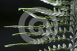 Close shot of the wild athyrium filix-femina or Squirrel`s foot fern. photo