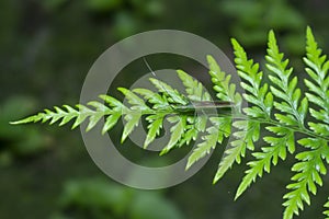 Close shot of the wild athyrium filix-femina or Squirrel`s foot fern. photo