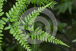 Close shot of the wild athyrium filix-femina or Squirrel`s foot fern. photo