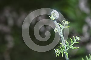 Close shot of the wild athyrium filix-femina or Squirrel`s foot fern. photo