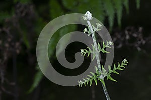 Close shot of the wild athyrium filix-femina or Squirrel`s foot fern. photo