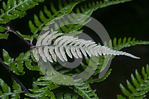 Close shot of the wild athyrium filix-femina or Squirrel`s foot fern. photo