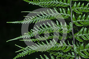 Close shot of the wild athyrium filix-femina or Squirrel`s foot fern. photo