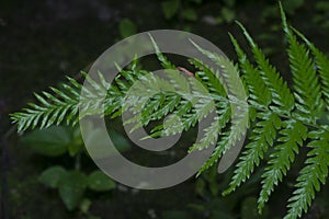 Close shot of the wild athyrium filix-femina or Squirrel`s foot fern. photo