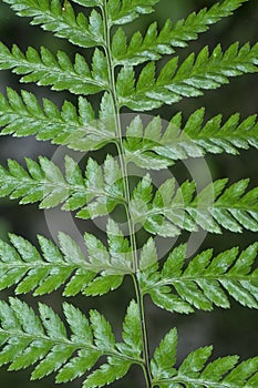 Close shot of the wild athyrium filix-femina or Squirrel`s foot fern. photo