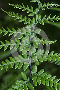 Close shot of the wild athyrium filix-femina or Squirrel`s foot fern. photo