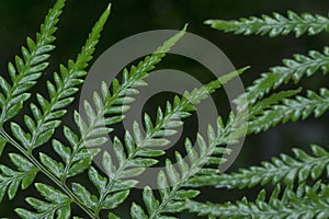 Close shot of the wild athyrium filix-femina or Squirrel`s foot fern. photo