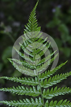 Close shot of the wild athyrium filix-femina or Squirrel`s foot fern. photo