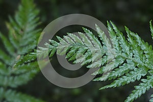 Close shot of the wild athyrium filix-femina or Squirrel`s foot fern. photo