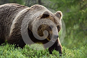 Close shot of large male brown bear